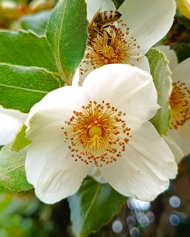 Abeja recolectando néctar en una flor de Ulmo (Eucryphia cordifolia) en el bosque nativo del sur de Chile