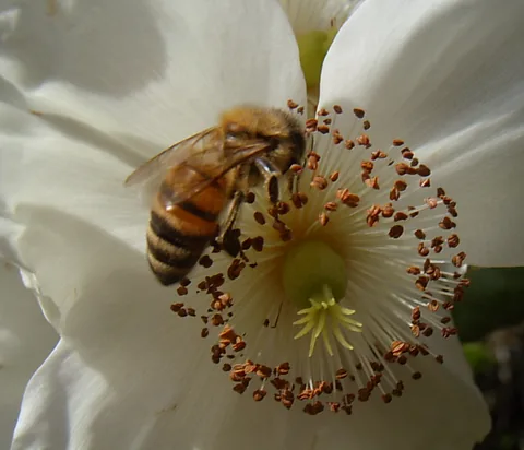 Abeja pecoreando en una flor de Ulmo del bosque nativo del sur de Chile