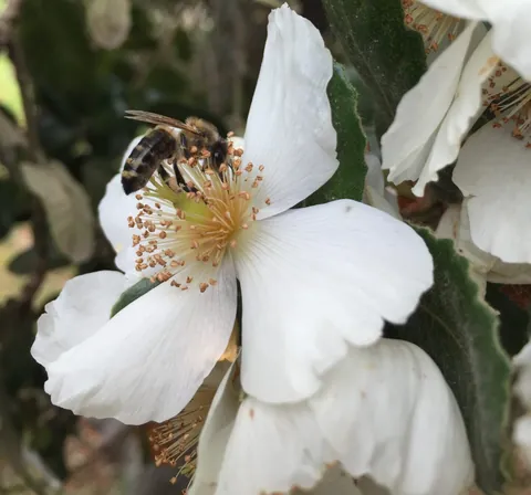 Abeja sobre los estambres de una flor de Ulmo