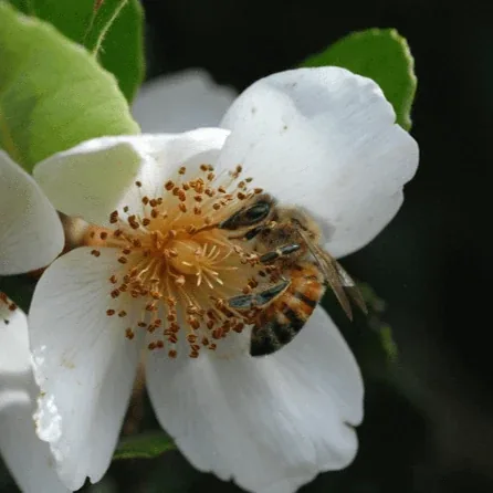 Abeja recolectando polen en una flor de Ulmo
