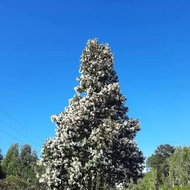 Ulmo adulto en plena floración junto a un camino del sur de Chile