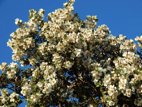 Copa de un Ulmo cubierta de flores blancas
