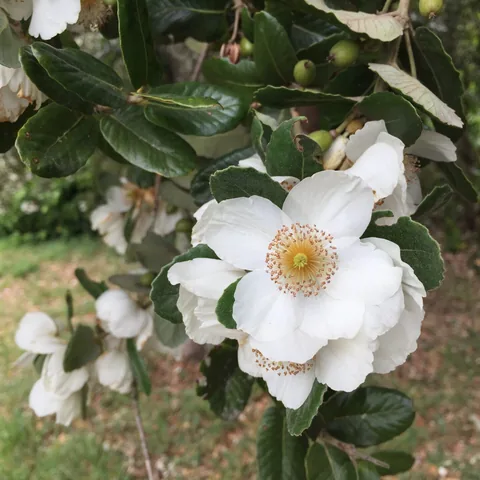 Flor de Ulmo en el bosque