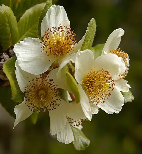 Flores abiertas de Ulmo con sus estambres dorados