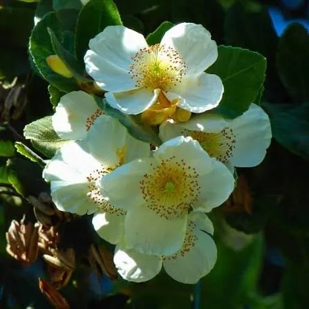 Flores de Ulmo a contraluz