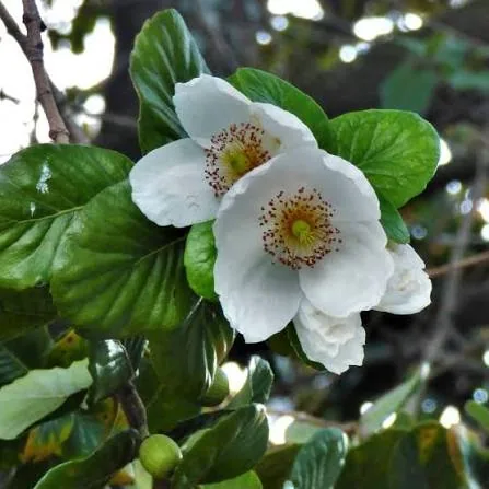 Racimo de flores de Ulmo