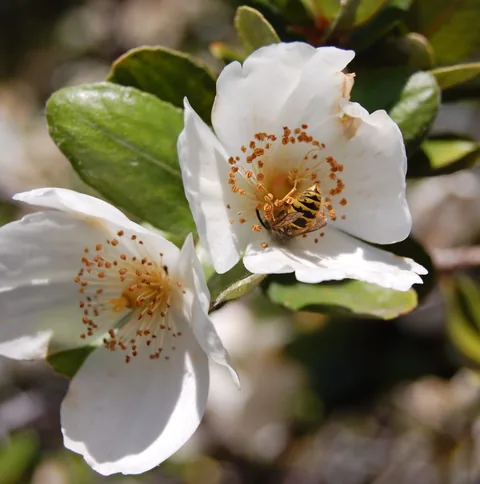 Mosca de las flores sobre flores de Ulmo